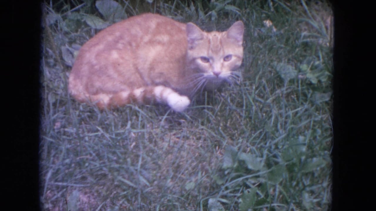 Ginger tabby cat crouched in green grass with white paws visible.