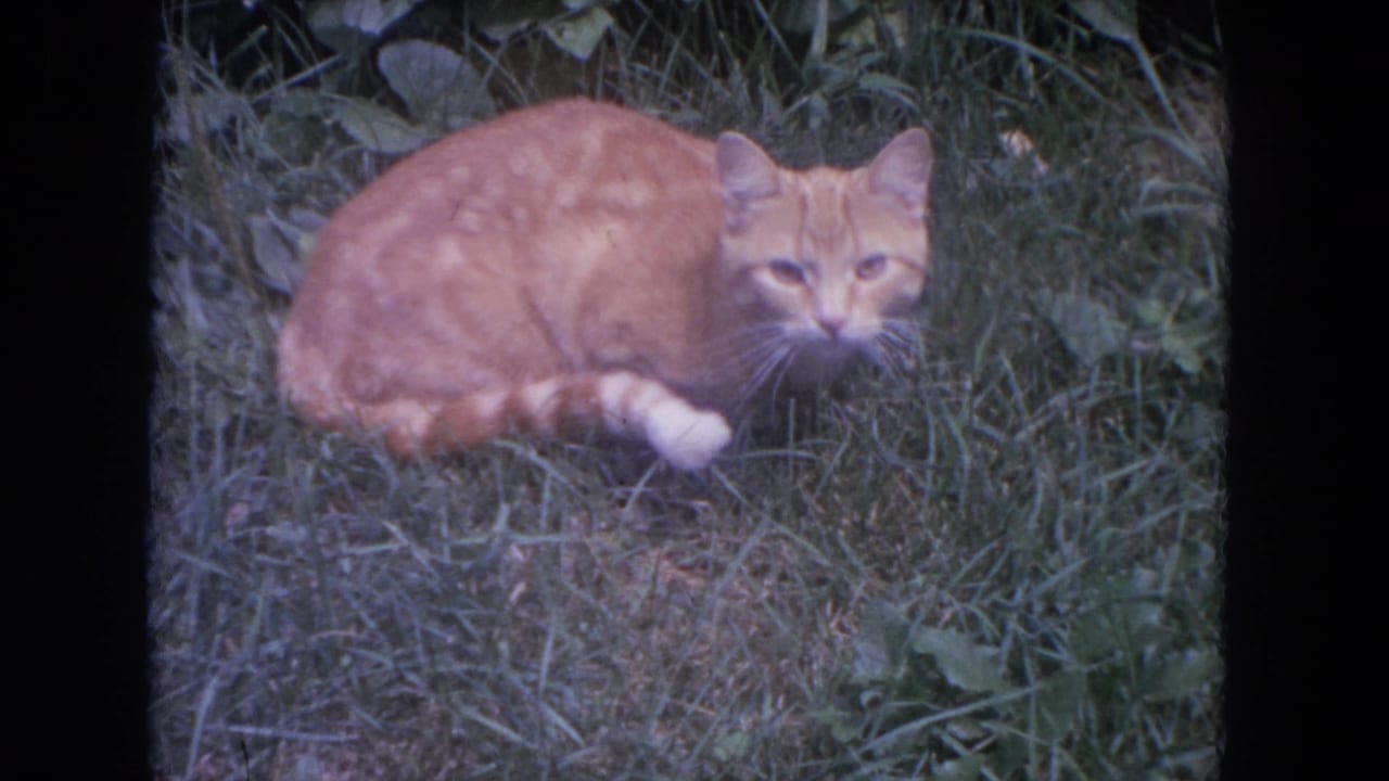 Ginger cat resting in grass, facing the camera from a low position.