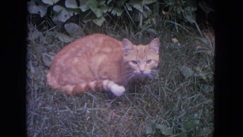 Orange tabby cat lies in a grassy patch, a quiet domestic moment in 1972 Lake Geneva home-movie footage.