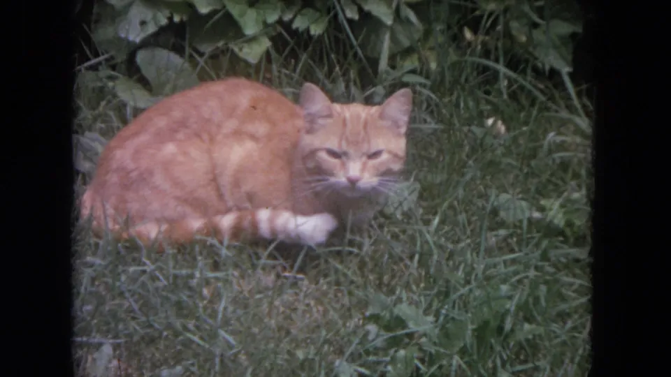 Ginger tabby cat rests among grass and leaves, seen in a soft 8mm frame from Lake Geneva, Wisconsin.