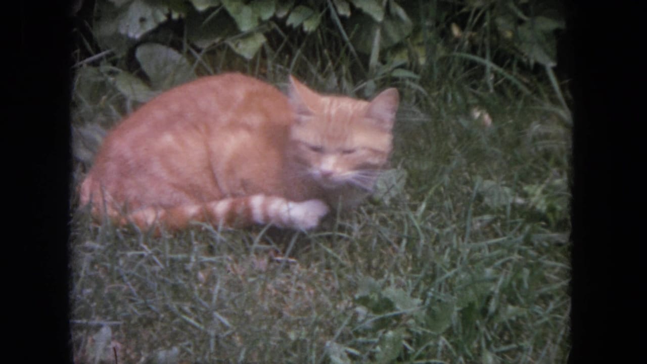 Orange tabby cat lying in green grass beside leafy garden plants.