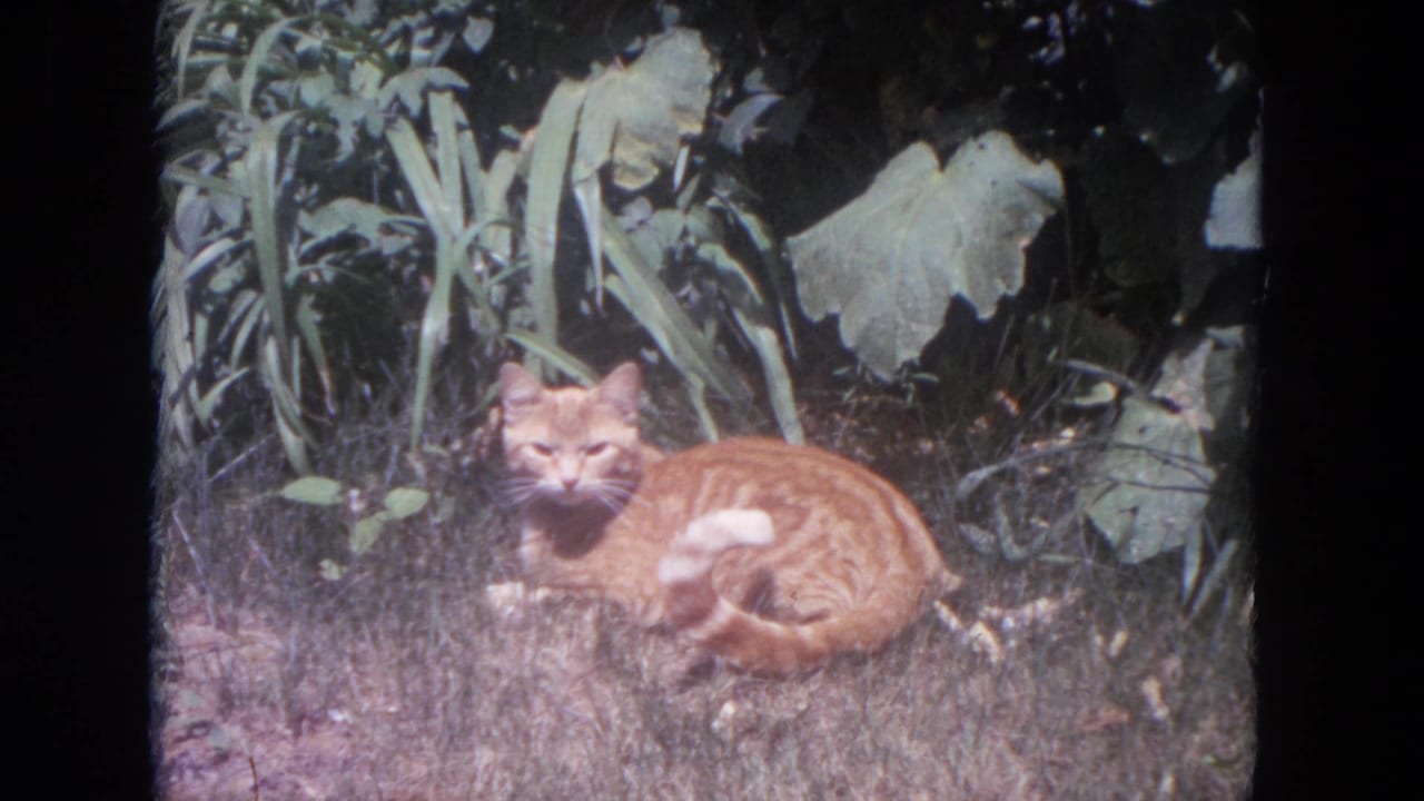 Orange tabby cat sitting alert in grass with large leaves behind it.