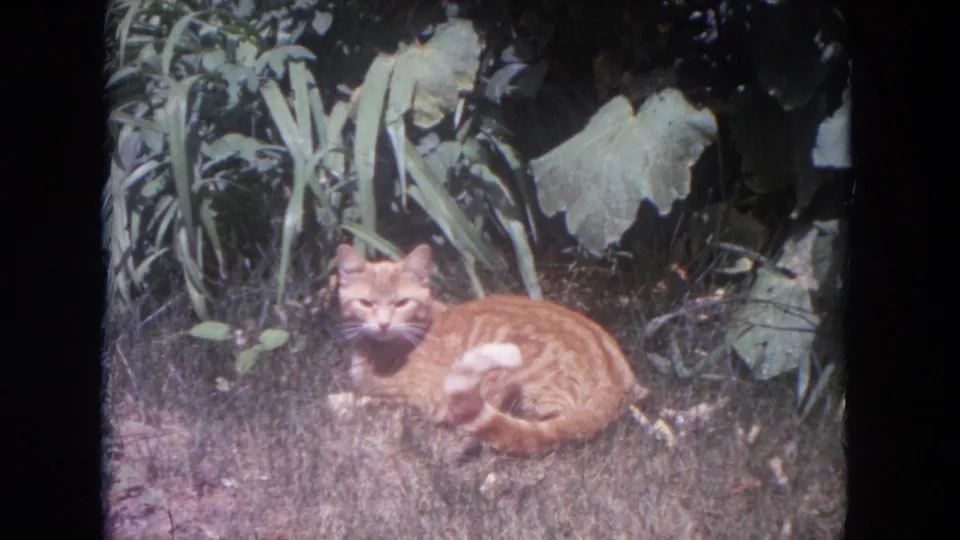 Orange tabby cat sits alert in sunlit grass with broad garden leaves behind it in 1972 Lake Geneva footage.