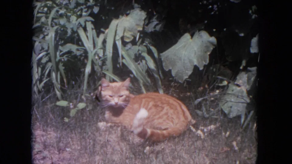 Orange tabby cat appears to groom in a grassy garden, with broad leaves visible in the 1972 Lake Geneva home movie frame.