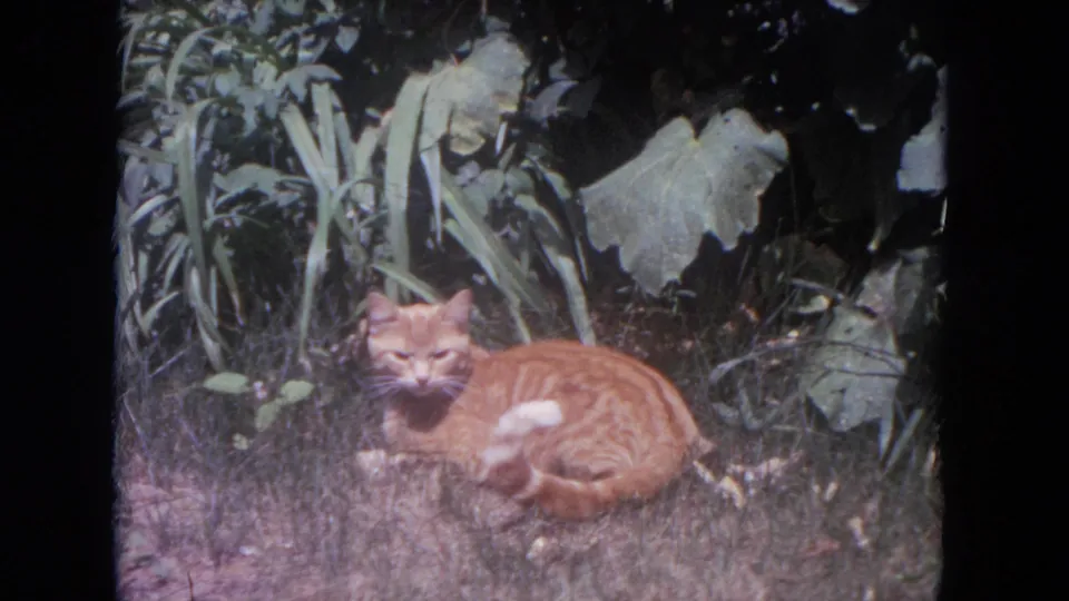 Orange tabby cat continues grooming in a sun-dappled Lake Geneva garden frame from 1972 8mm footage.