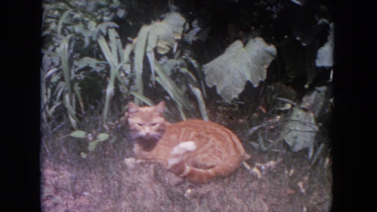 Ginger tabby cat lounges in grass near broad garden leaves in 1972 Lake Geneva home-movie footage.