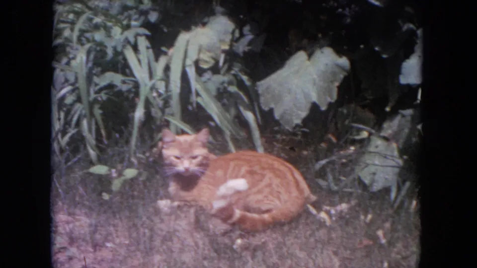 Ginger tabby cat lounges in grass near broad garden leaves in 1972 Lake Geneva home-movie footage.