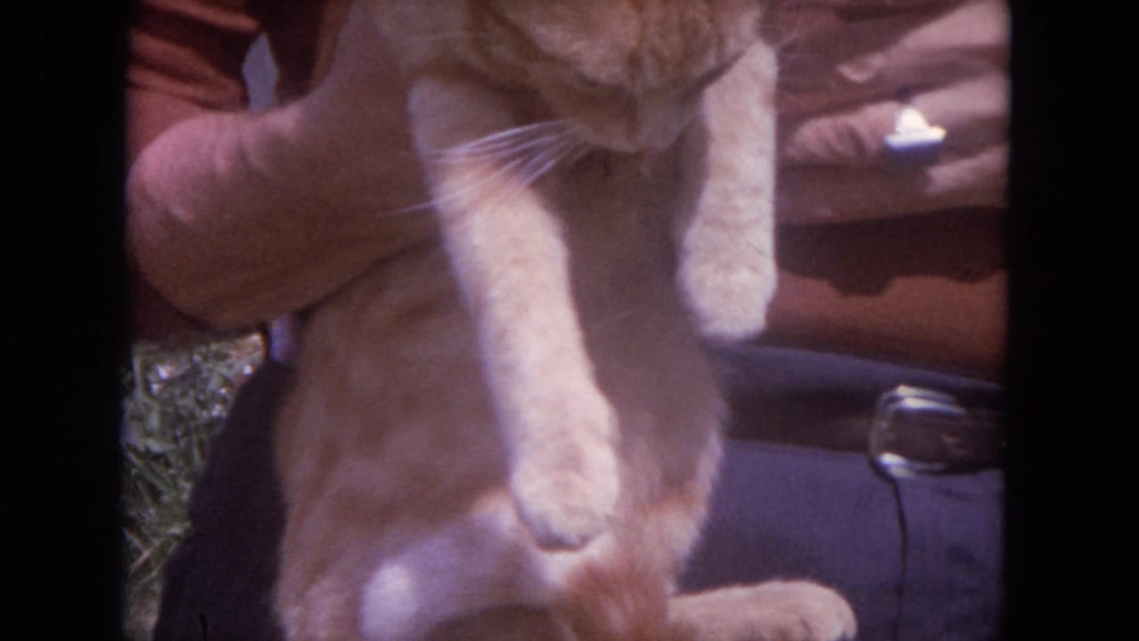 A ginger tabby cat hangs upright while held in front of a person's torso.