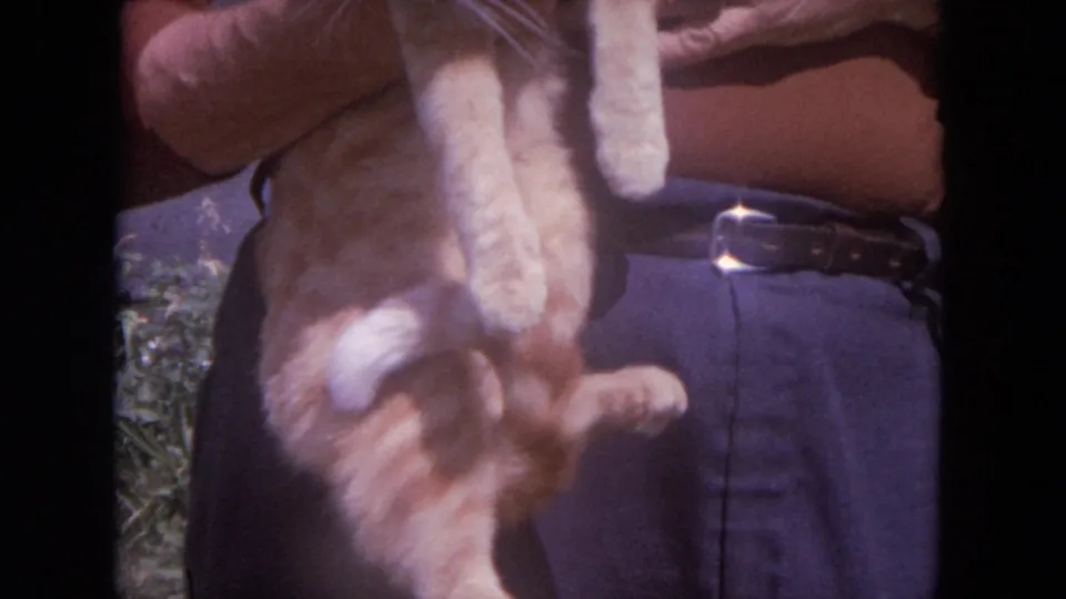 1972 Lake Geneva 8mm frame showing the tabby cat lowered in the person's hands, with grass and clothing visible behind it.