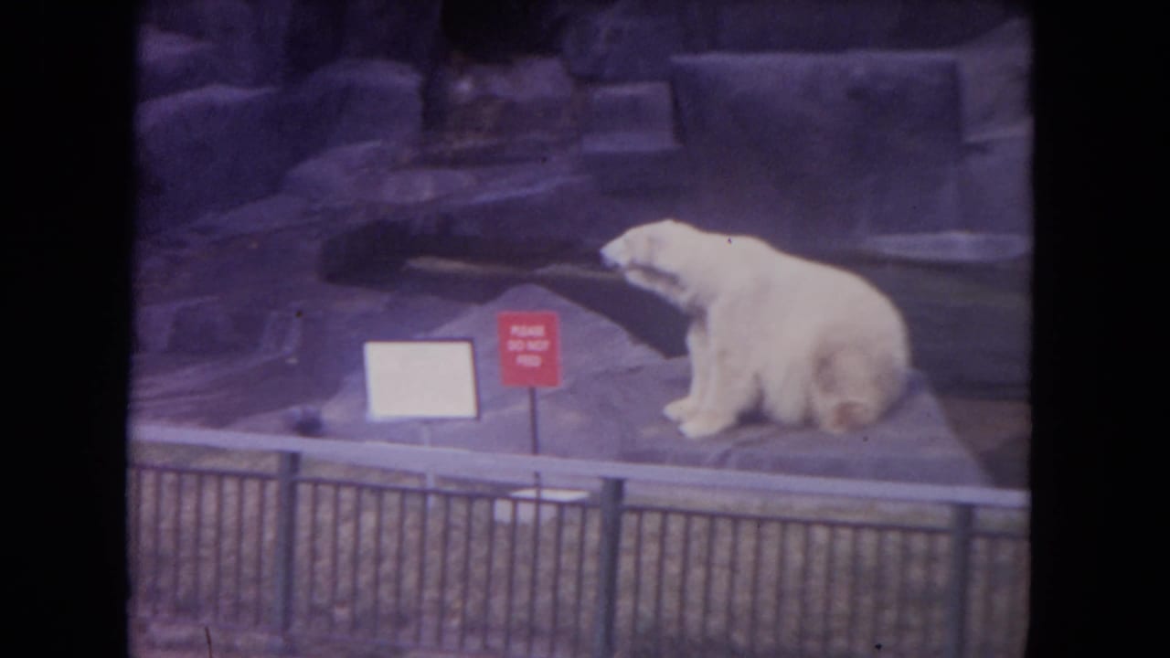1972 Colby, Wisconsin frame of a polar bear seated on a rock ledge behind fencing, with enclosure rockwork and warning signage visible.