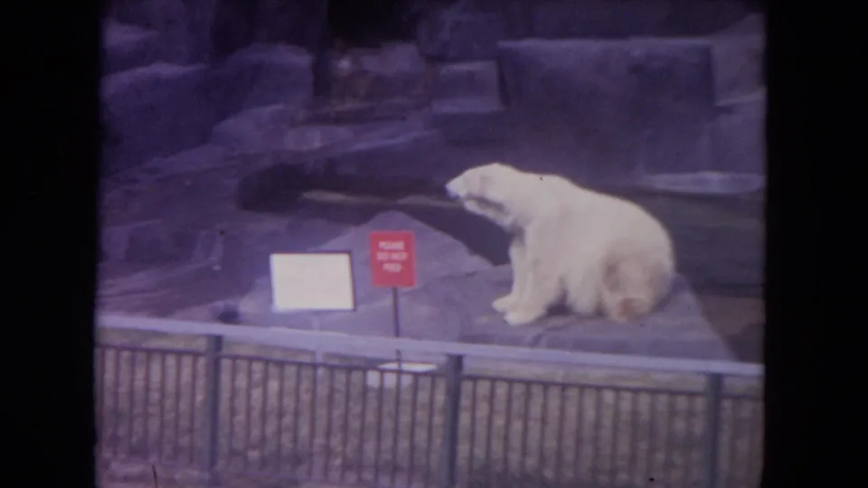 1972 Colby, Wisconsin frame of a polar bear seated on a rock ledge behind fencing, with enclosure rockwork and warning signage visible.