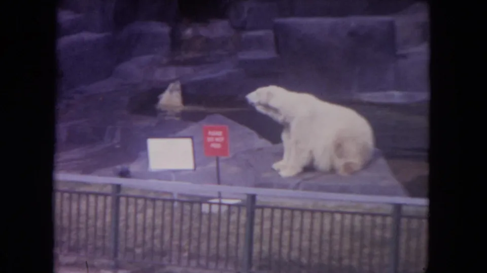 1972 Colby, Wisconsin frame showing a polar bear on the ledge, fencing and signs in front, and a dark animal shape near the water or rocks.