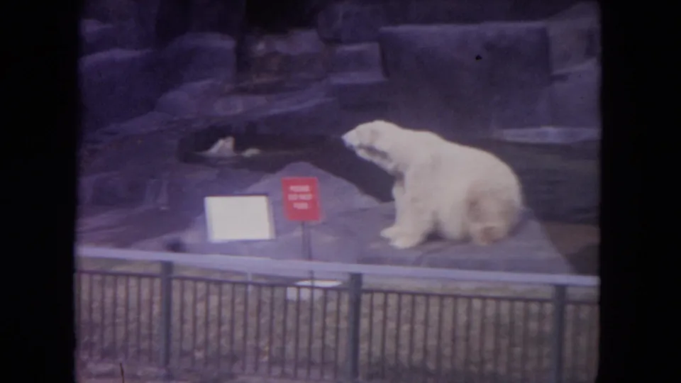 1972 Colby, Wisconsin home-movie frame of the polar bear resting behind fencing, with rockwork, a red sign, and a small placard visible.