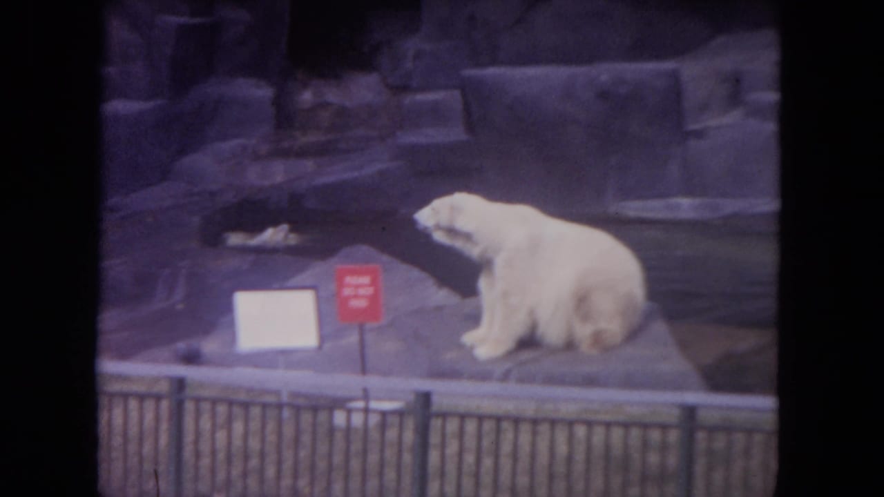 Polar bear sits on a concrete ledge near water behind a metal fence, with a red sign nearby.