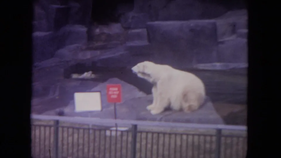 1972 Colby, Wisconsin 8mm frame showing a polar bear seated on a concrete zoo ledge near water, railings, rockwork, and a red sign.