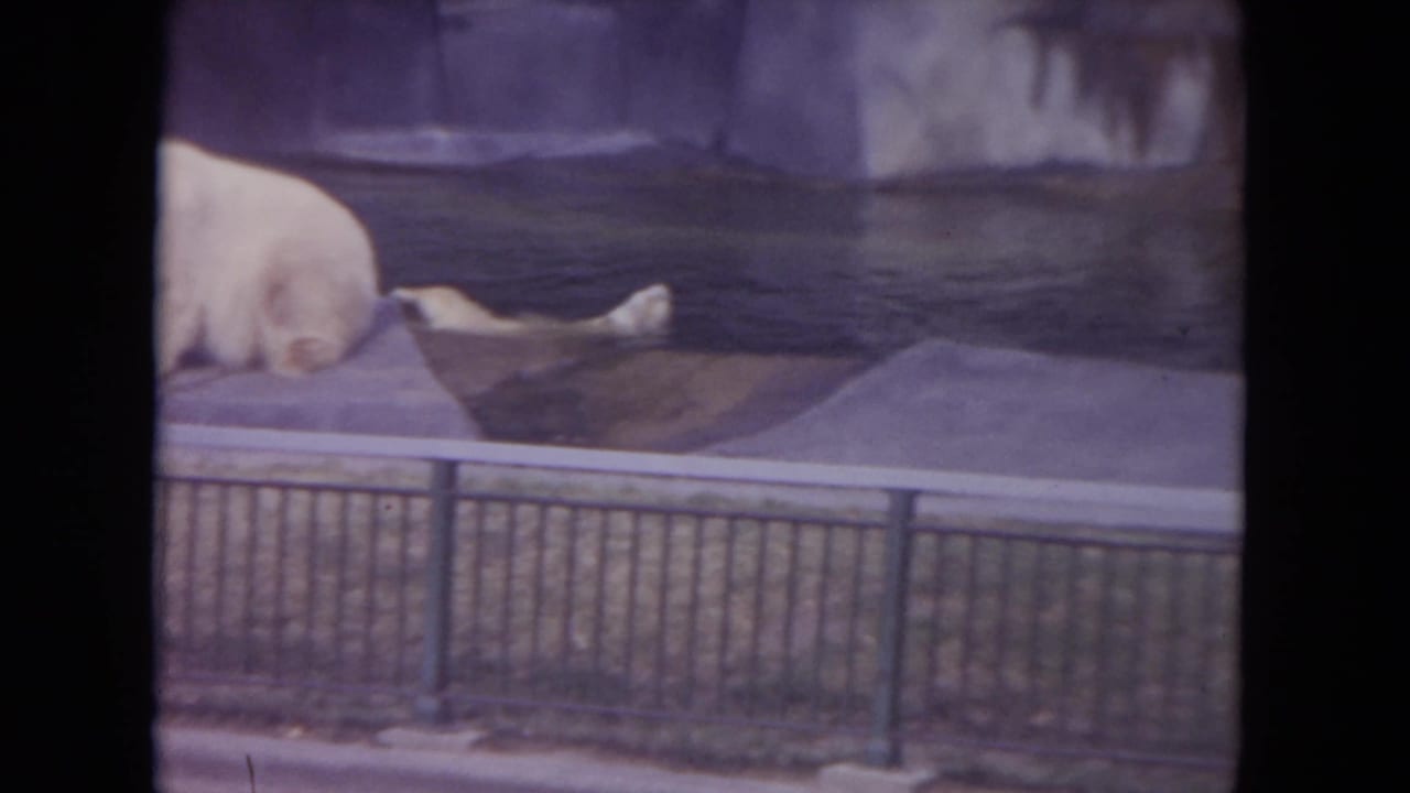 One polar bear lies along the pool edge while another pale bear is partly visible nearby.