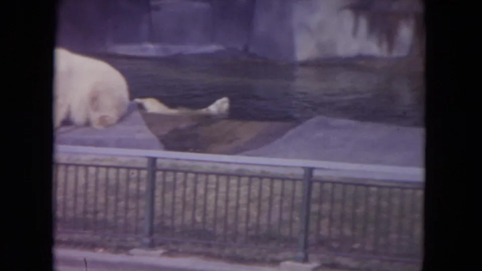 1972 Colby, Wisconsin zoo frame with one polar bear stretched beside the water and another partly visible on the ledge.