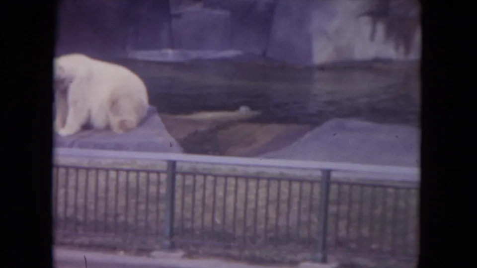 1972 Colby, Wisconsin 8mm frame with a polar bear partly out of view at the enclosure edge, pool water, concrete ledge, and fence.