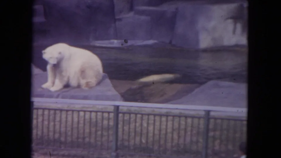 1972 Colby, Wisconsin frame showing a seated polar bear in a concrete zoo enclosure beside water and metal railings.