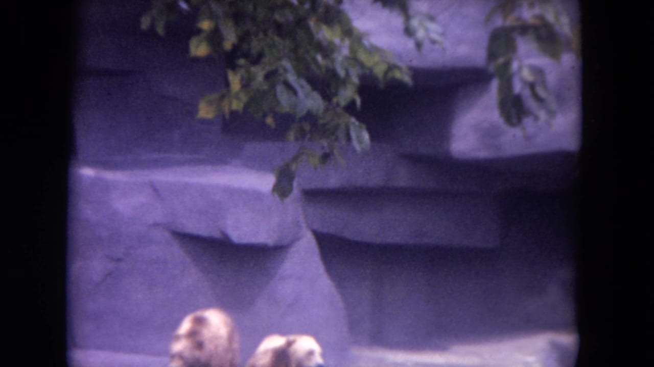 Two light-colored bears appear low in a rocky zoo enclosure beneath leafy branches.