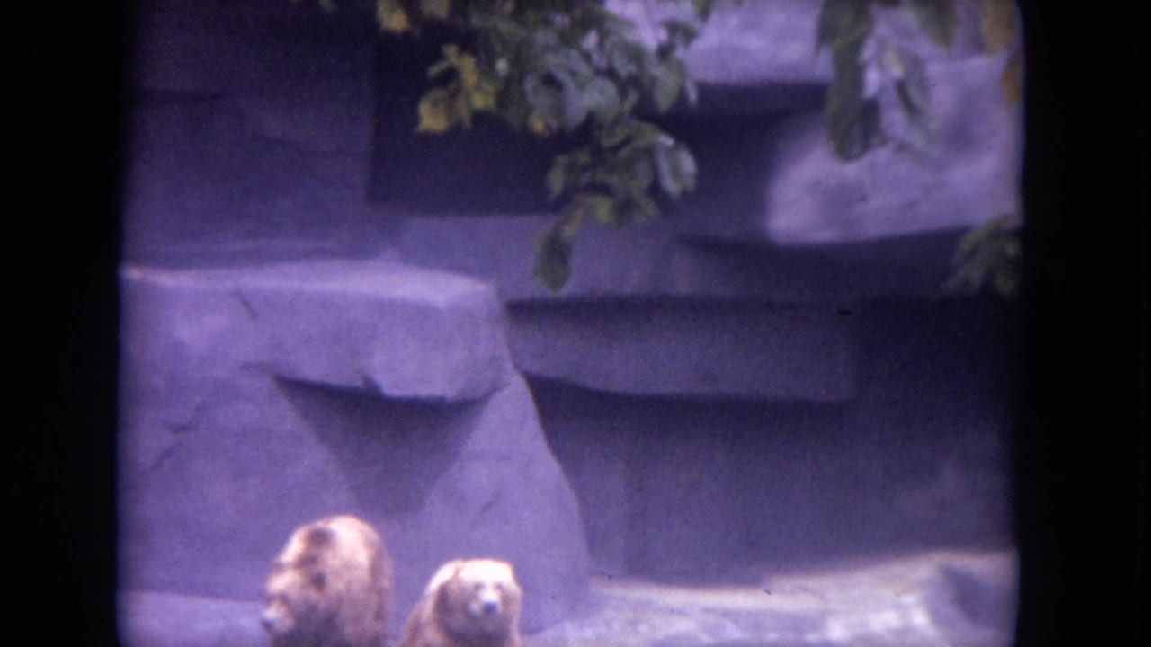 Two light-colored bears sit near the lower edge of a stone enclosure with foliage above.