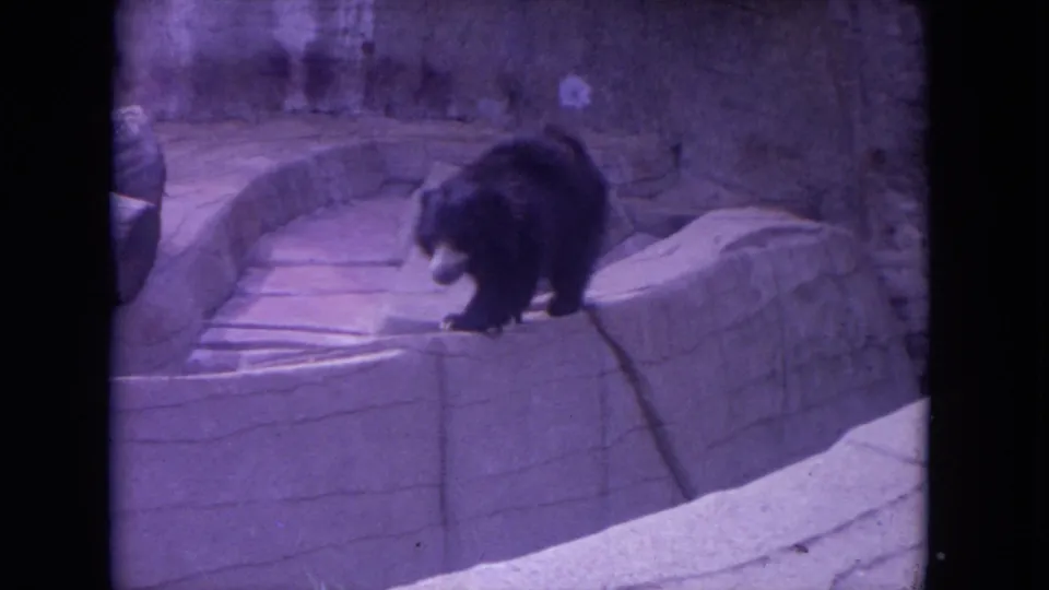 1972 Colby, Wisconsin 8mm frame showing a black bear moving along a curved stone wall in a sunlit zoo enclosure.