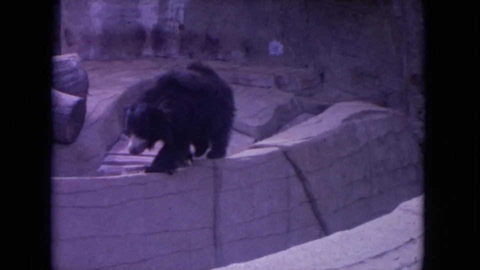 1972 Colby, Wisconsin home-movie frame of a black bear crossing a curved stone wall inside a rocky zoo habitat.