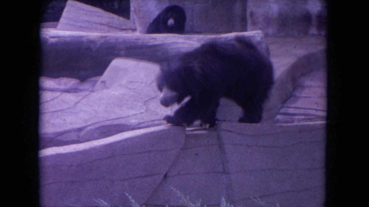 Black bear walking across a stone zoo enclosure with a log behind it.