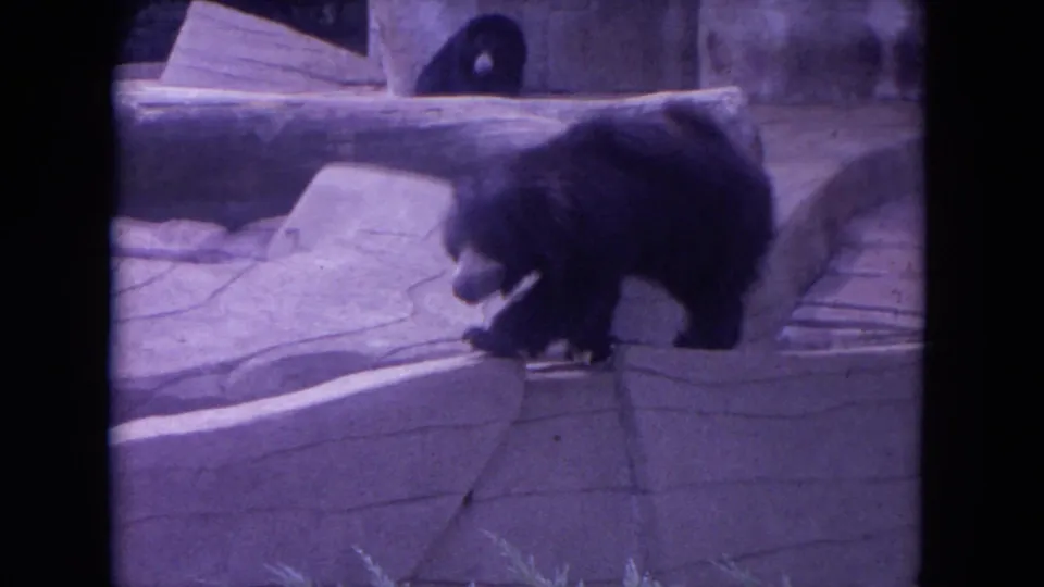 A black bear walks through a stone zoo enclosure in metadata-supported 1972 Colby, Wisconsin 8mm footage.