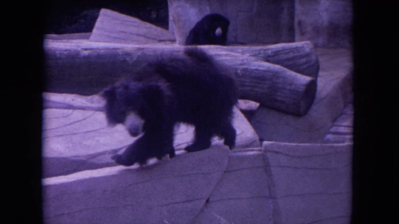 A black bear crosses a stone ledge within a zoo habitat, seen in soft, purple-tinted 8mm home-movie footage.
