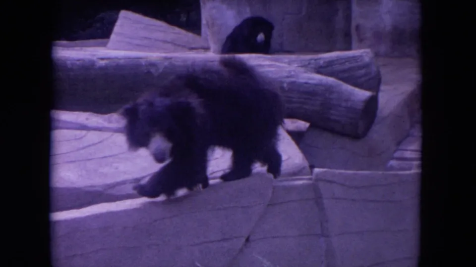 A black bear crosses a stone ledge within a zoo habitat, seen in soft, purple-tinted 8mm home-movie footage.