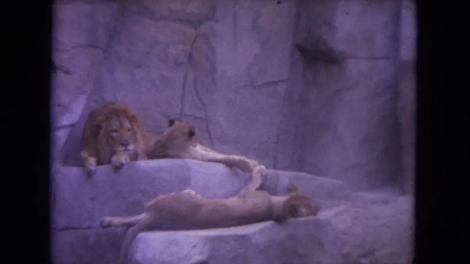 A male lion and two lionesses lounge on layered rock ledges in the metadata-supported Colby, Wisconsin zoo footage from 1972.