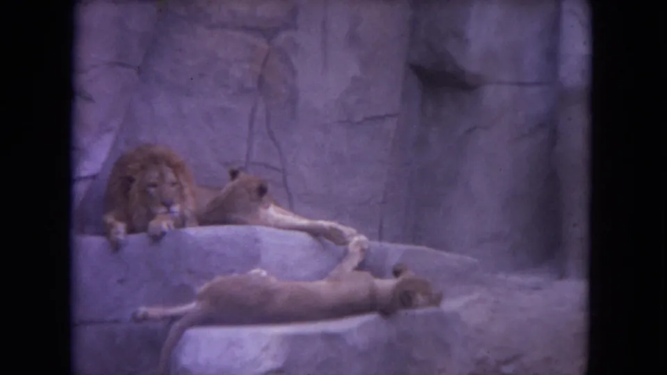 The lion group remains spread across rock ledges in a zoo enclosure, captured with soft focus and visible 8mm frame borders.