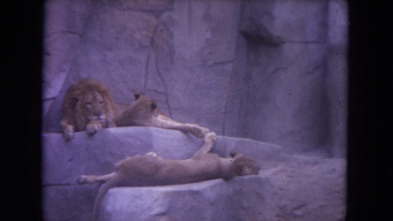 Two lions resting on artificial rockwork in a zoo enclosure.
