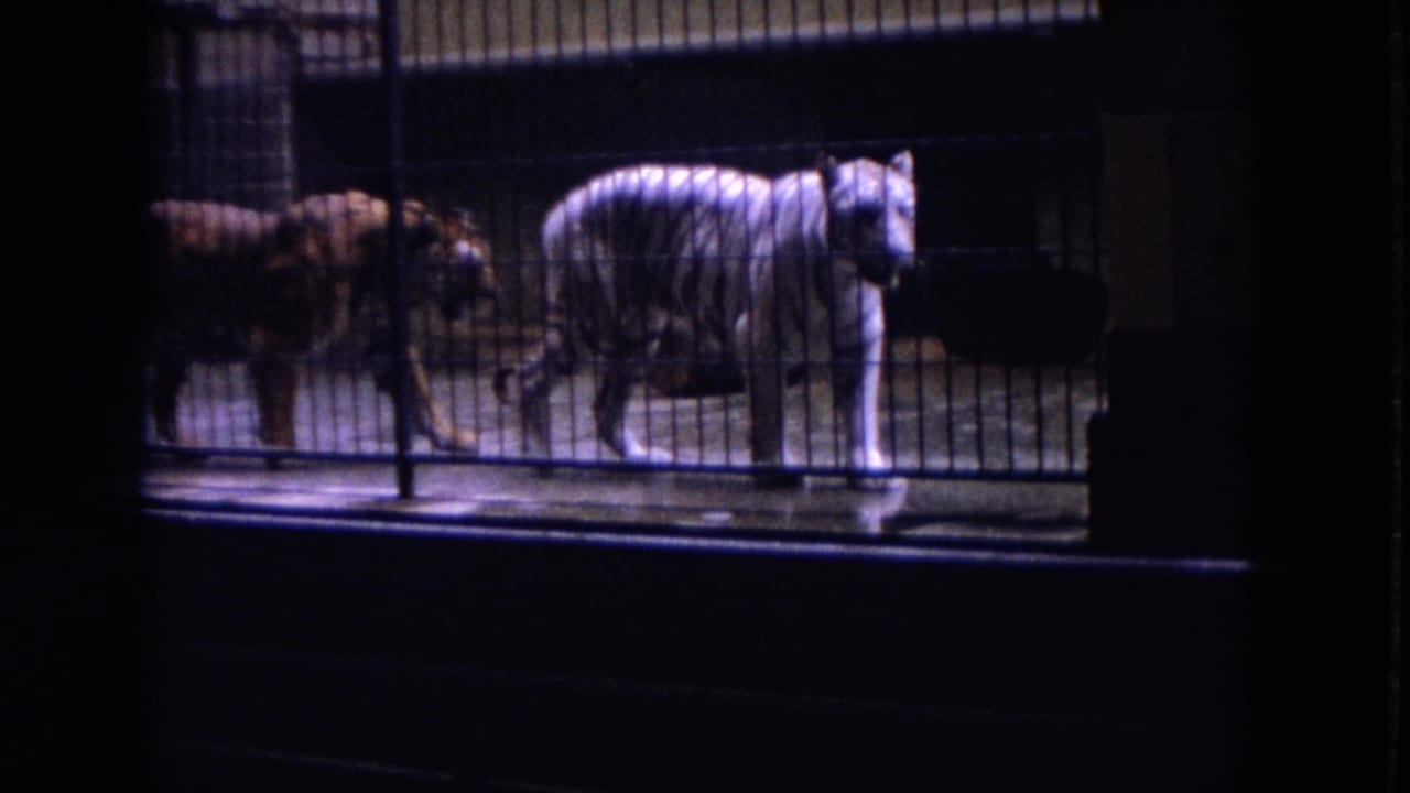 White tiger and orange tiger walking behind metal bars.