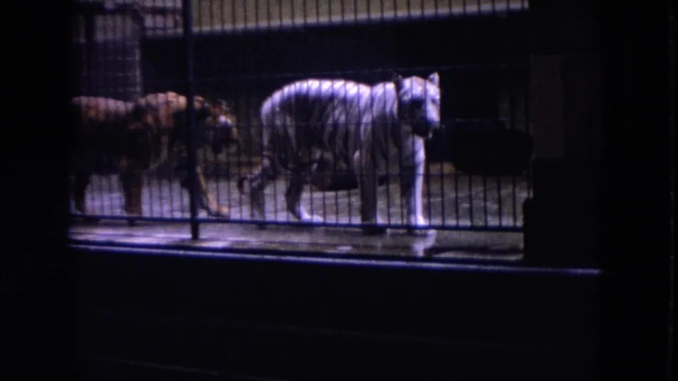 White tiger and orange tiger pace side by side behind metal cage bars in 1972 Colby, Wisconsin zoo footage.