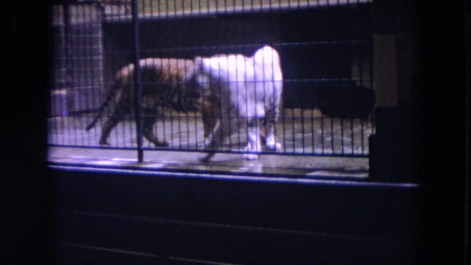 Visitor-shot 8mm frame showing orange and white tigers pacing in a barred zoo enclosure in Colby, Wisconsin.