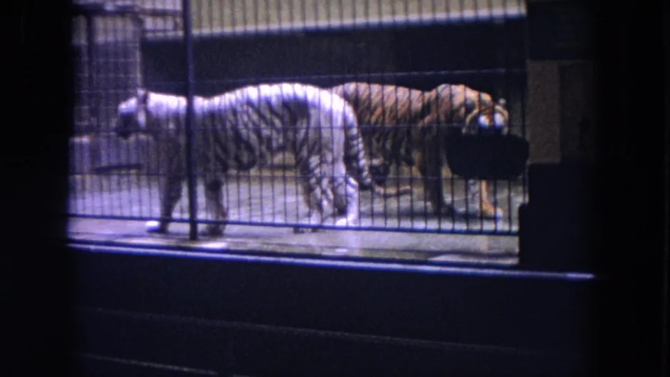 A white tiger and an orange tiger continue pacing along the front bars of a zoo enclosure in 1972 home-movie footage.