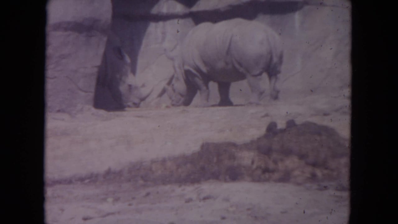 Hippopotamus standing on dry ground near a rocky zoo enclosure wall.