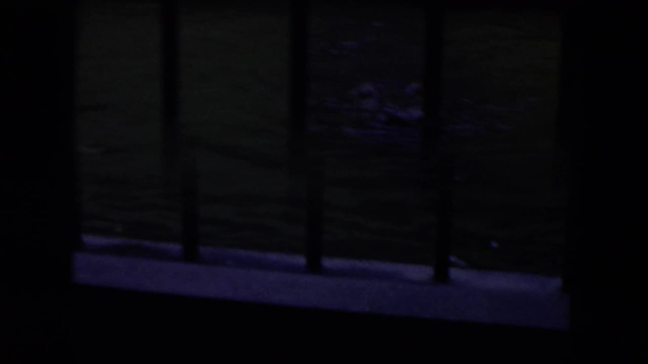 Dark view through vertical bars toward water with a partially visible hippopotamus.