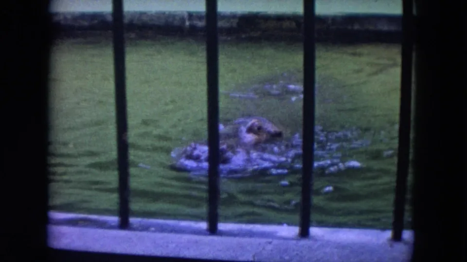 1972 Colby, Wisconsin zoo footage showing a hippopotamus swimming behind black bars in green enclosure water.