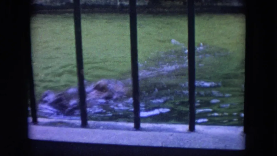 Visitor-shot 1972 8mm frame of a hippopotamus partly submerged near black bars in a zoo water enclosure.