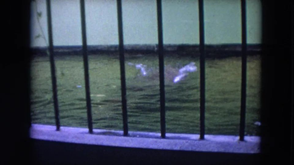 A hippo breaks the surface in a green zoo pool, filmed through dark vertical bars on 8mm in Colby, Wisconsin in 1972.