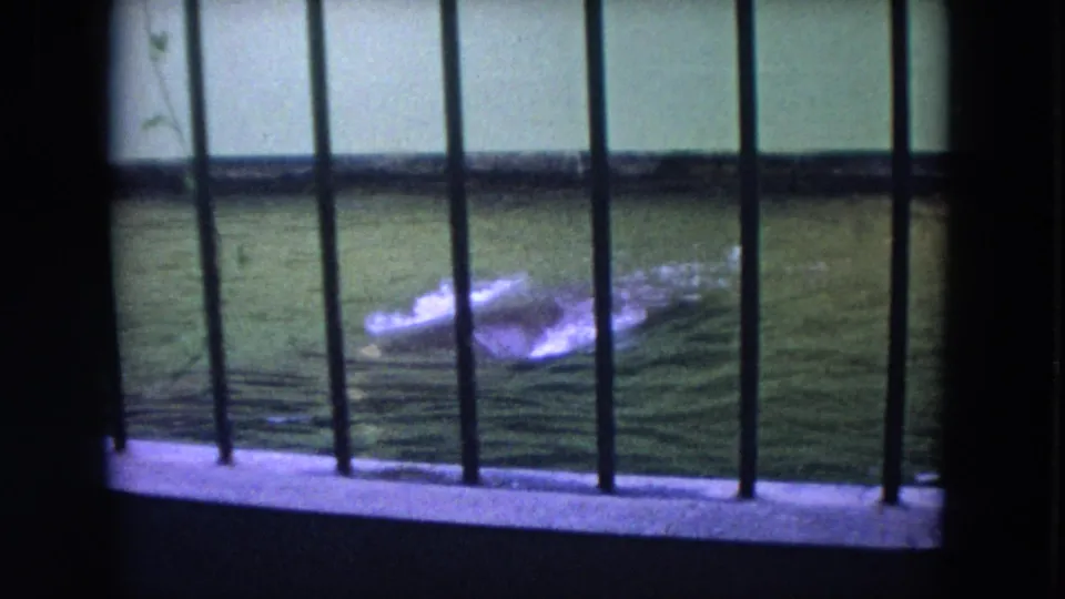 The hippo is more visible as it splashes in the green zoo pool, with vertical bars between the camera and animal.