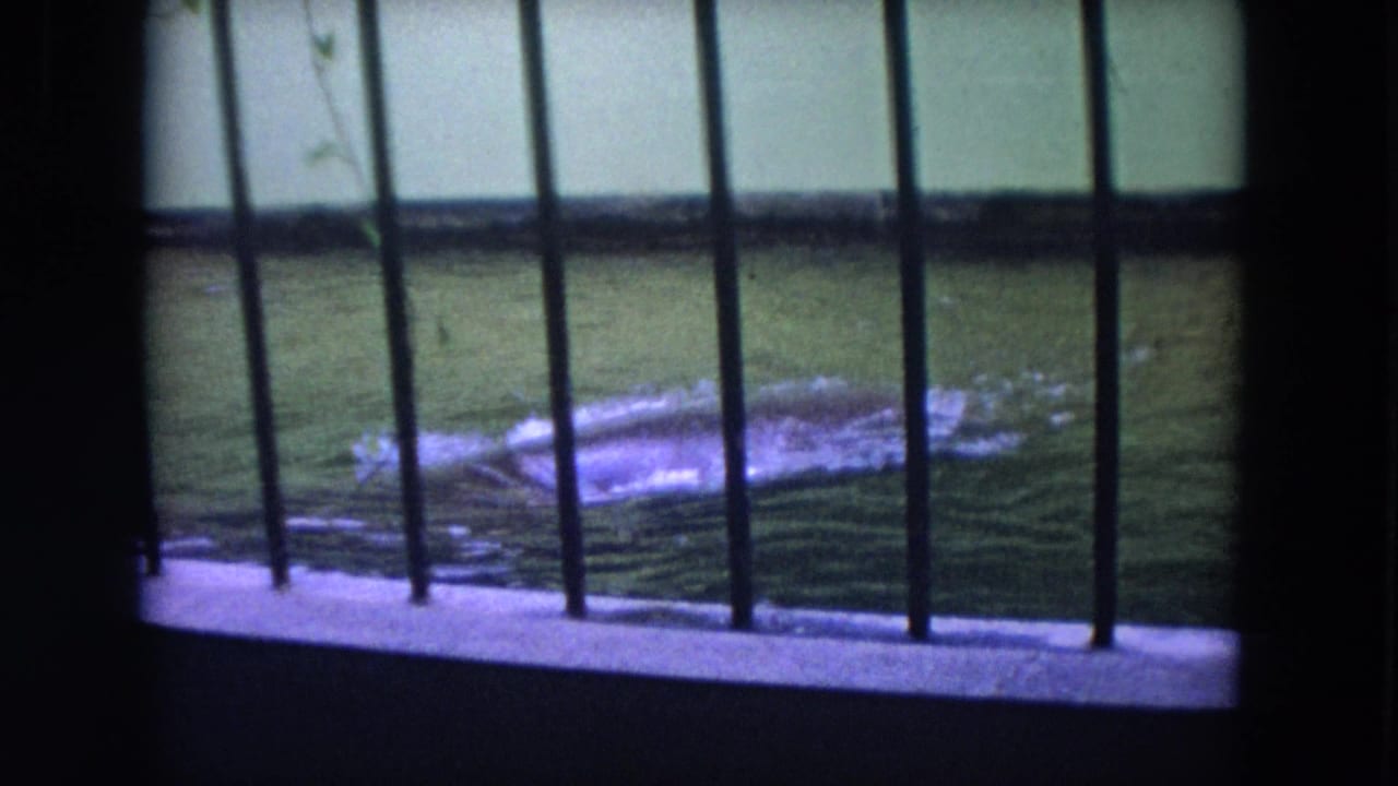 Hippopotamus movement disturbs green water behind dark vertical enclosure bars.