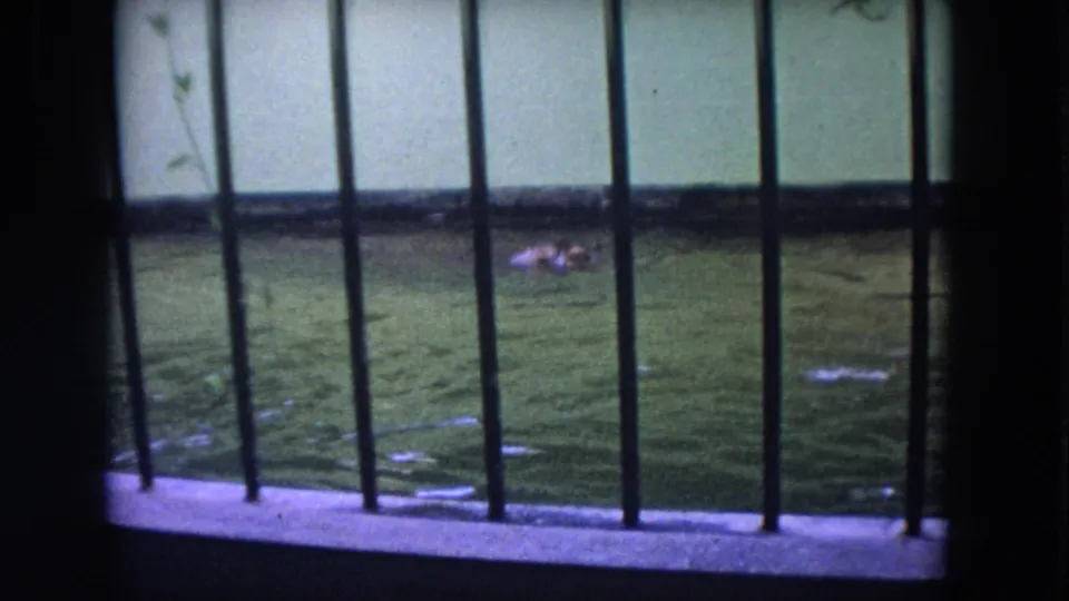 A partly submerged hippopotamus appears near the far side of a green pool inside a barred zoo enclosure in 1972 Colby, Wisconsin footage.