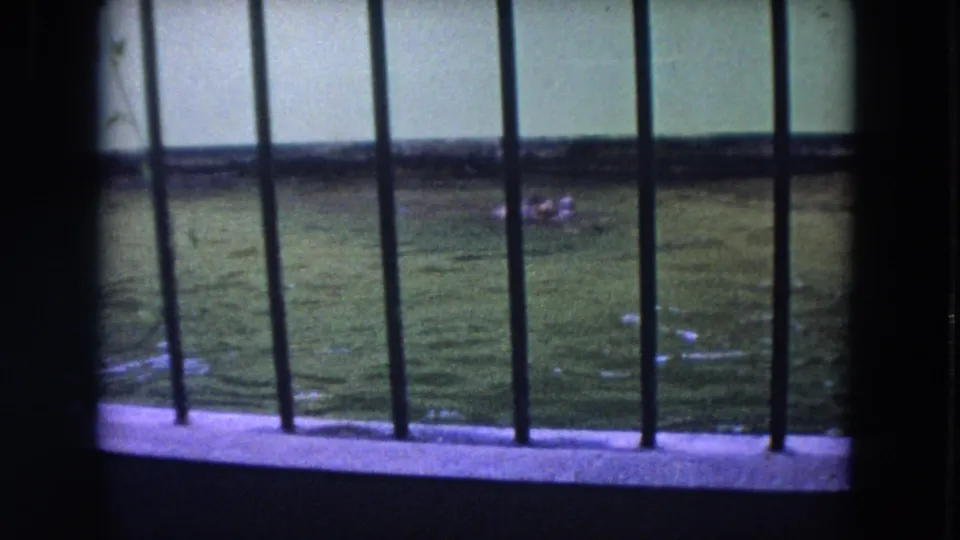 The 8mm frame looks through enclosure bars toward rippling green water, with the hippopotamus low in the pool near the back wall.