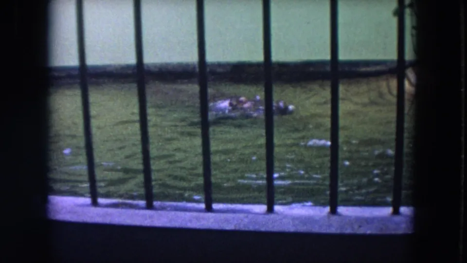 A hippopotamus surfaces or rolls in the green enclosure pool, framed by dark bars and a pale wall in 1972 Colby, Wisconsin footage.