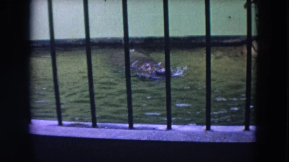 1972 Colby, Wisconsin zoo footage showing a hippopotamus swimming in greenish water behind vertical enclosure bars.