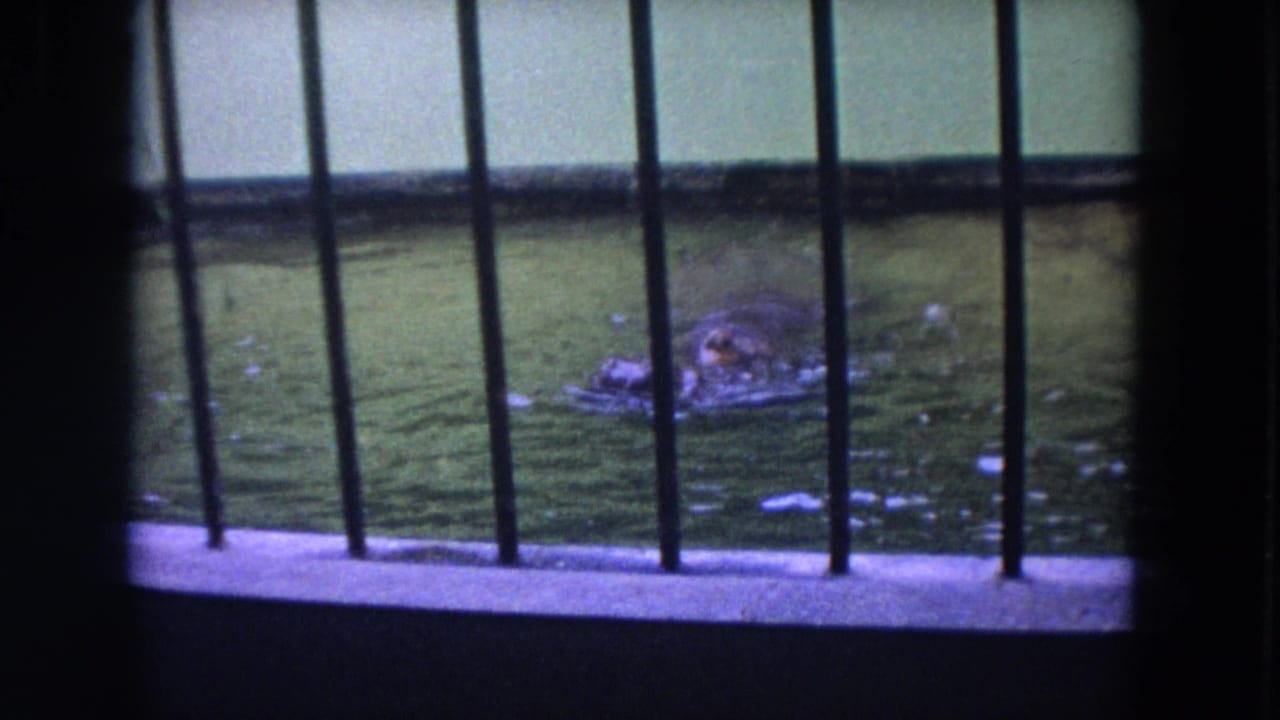 A hippopotamus moves through the green-tinted zoo tank in 1972 Colby, Wisconsin home-movie footage.